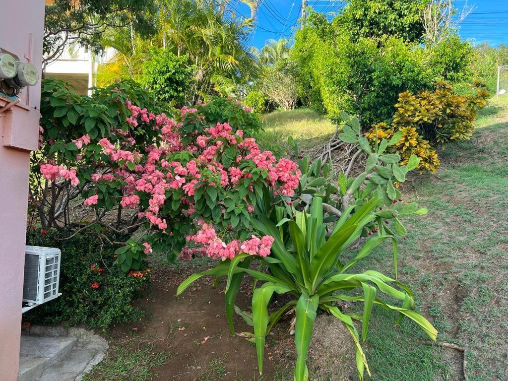 Chez Emmanuel Lägenhet Gros Islet Exteriör bild